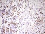 APOB48R Antibody in Immunohistochemistry (Paraffin) (IHC (P))