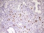 APOB48R Antibody in Immunohistochemistry (Paraffin) (IHC (P))