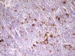 APOB48R Antibody in Immunohistochemistry (Paraffin) (IHC (P))
