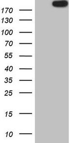 APOB48R Antibody in Western Blot (WB)