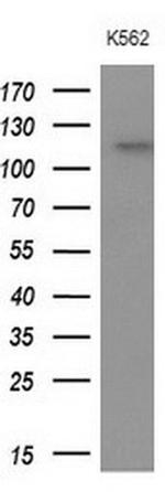 APOB48R Antibody in Western Blot (WB)