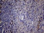 PAPSS2 Antibody in Immunohistochemistry (Paraffin) (IHC (P))