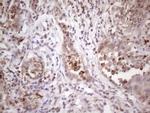 INAVA Antibody in Immunohistochemistry (Paraffin) (IHC (P))