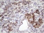 INAVA Antibody in Immunohistochemistry (Paraffin) (IHC (P))