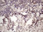 INAVA Antibody in Immunohistochemistry (Paraffin) (IHC (P))