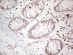 UBA52 Antibody in Immunohistochemistry (Paraffin) (IHC (P))