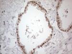 UBA52 Antibody in Immunohistochemistry (Paraffin) (IHC (P))