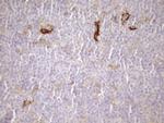 Carboxypeptidase M Monoclonal Antibody (OTI1F8)
