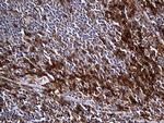 Carboxypeptidase M Monoclonal Antibody (OTI4E11)