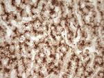 Renin Antibody in Immunohistochemistry (Paraffin) (IHC (P))