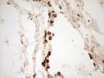 Renin Antibody in Immunohistochemistry (Paraffin) (IHC (P))