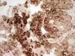 Renin Antibody in Immunohistochemistry (Paraffin) (IHC (P))