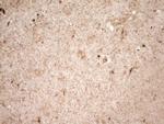 Renin Antibody in Immunohistochemistry (Paraffin) (IHC (P))