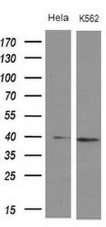 DMRT1 Monoclonal Antibody (OTI1G10)