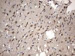 NUP43 Antibody in Immunohistochemistry (Paraffin) (IHC (P))