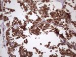 NDUFB11 Antibody in Immunohistochemistry (Paraffin) (IHC (P))