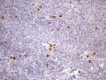 CDCA8 Monoclonal Antibody (OTI4G3)