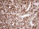 FGF13 Antibody in Immunohistochemistry (Paraffin) (IHC (P))