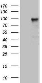 PCDHGC5 Antibody in Western Blot (WB)