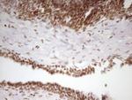 SP110 Antibody in Immunohistochemistry (Paraffin) (IHC (P))