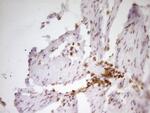 SP110 Antibody in Immunohistochemistry (Paraffin) (IHC (P))