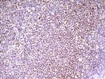 SP110 Antibody in Immunohistochemistry (Paraffin) (IHC (P))