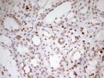 SP110 Antibody in Immunohistochemistry (Paraffin) (IHC (P))