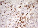 SP110 Antibody in Immunohistochemistry (Paraffin) (IHC (P))