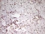 SP110 Antibody in Immunohistochemistry (Paraffin) (IHC (P))