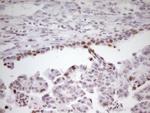 SP110 Antibody in Immunohistochemistry (Paraffin) (IHC (P))