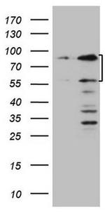 SP110 Antibody in Western Blot (WB)