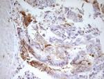 PCQAP Antibody in Immunohistochemistry (Paraffin) (IHC (P))