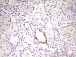 PCQAP Antibody in Immunohistochemistry (Paraffin) (IHC (P))