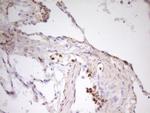 PCQAP Antibody in Immunohistochemistry (Paraffin) (IHC (P))
