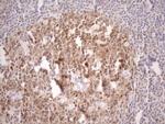 BOB-1 Antibody in Immunohistochemistry (Paraffin) (IHC (P))