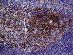 BOB-1 Antibody in Immunohistochemistry (Paraffin) (IHC (P))