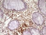 SP110 Antibody in Immunohistochemistry (Paraffin) (IHC (P))
