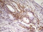 SP110 Antibody in Immunohistochemistry (Paraffin) (IHC (P))