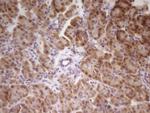 SP110 Antibody in Immunohistochemistry (Paraffin) (IHC (P))