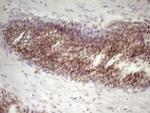SP110 Antibody in Immunohistochemistry (Paraffin) (IHC (P))
