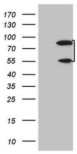 SP110 Antibody in Western Blot (WB)