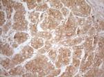 MS4A12 Antibody in Immunohistochemistry (Paraffin) (IHC (P))