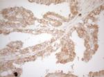 MS4A12 Antibody in Immunohistochemistry (Paraffin) (IHC (P))