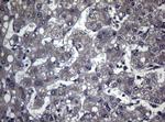 FOXQ1 Antibody in Immunohistochemistry (Paraffin) (IHC (P))