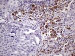 BTG2 Monoclonal Antibody (OTI1G3)