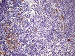 BTG2 Antibody in Immunohistochemistry (Paraffin) (IHC (P))