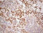 PSMG2 Monoclonal Antibody (OTI1E8)