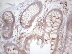 CDC42SE2 Antibody in Immunohistochemistry (Paraffin) (IHC (P))