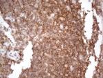 CDC42SE2 Antibody in Immunohistochemistry (Paraffin) (IHC (P))
