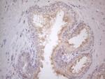 CDC42SE2 Antibody in Immunohistochemistry (Paraffin) (IHC (P))